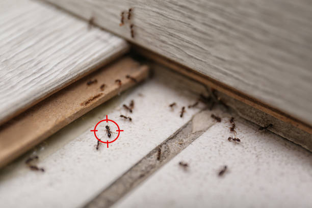 Pest Prevention Services in Thompson Falls, MT