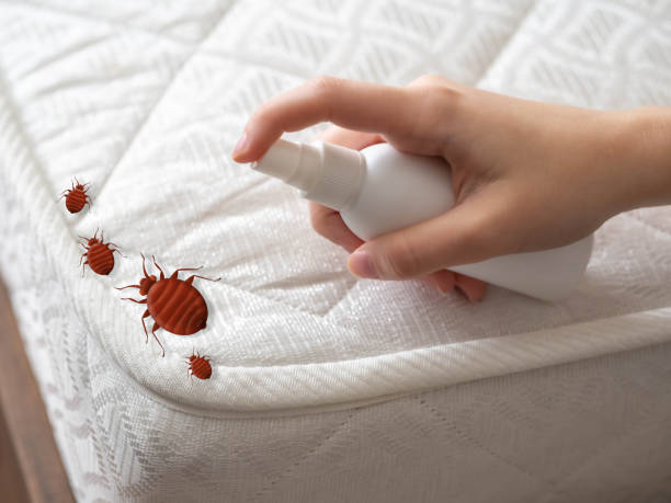 Best Affordable Pest Control Services  in Thompson Falls, MT