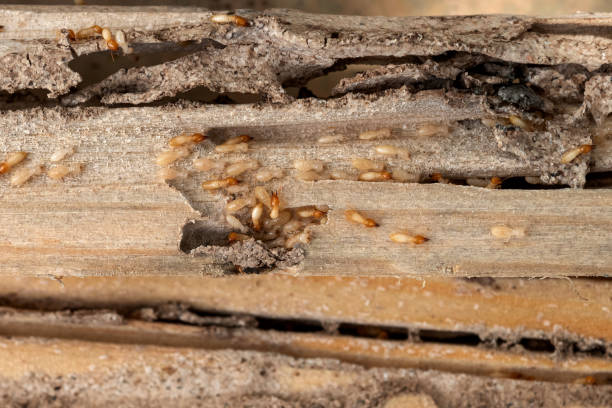 Best Pest Prevention Services  in Thompson Falls, MT