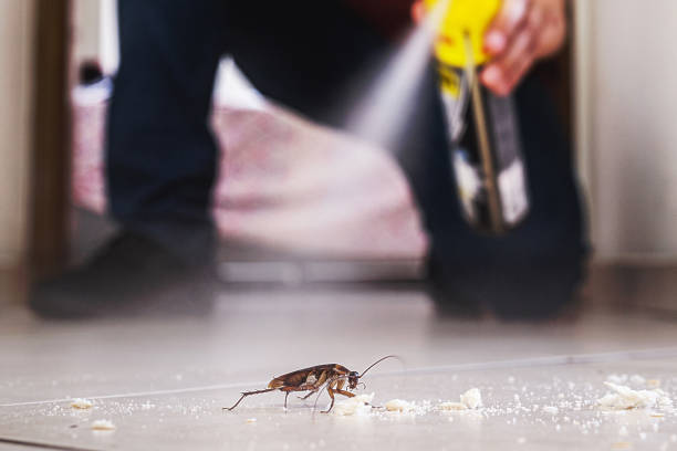 Trusted Thompson Falls, MT Pest Control Experts