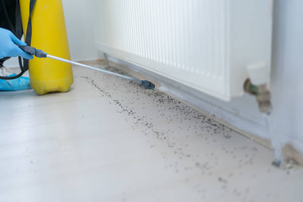 Best Best Pest Control Companies  in Thompson Falls, MT